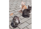 Котята очень красивых окрасов в добрые руки